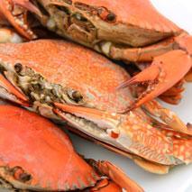 Les crabes ressentent la douleur