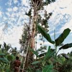 Le best of des maisons dans les arbres!