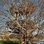 Le best of des maisons dans les arbres!