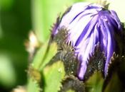 résolutions d'une grenouille pour 2013