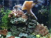 Notions d'aquariophilie marine récifale...