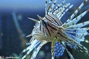 Rascasse volante • Pterois volitans