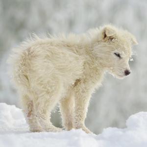 10 CONSEILS DE SÉCURITÉ POUR VOS ANIMAUX EN HIVER