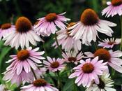 Plus d’enfants seraient soignés médecine douce