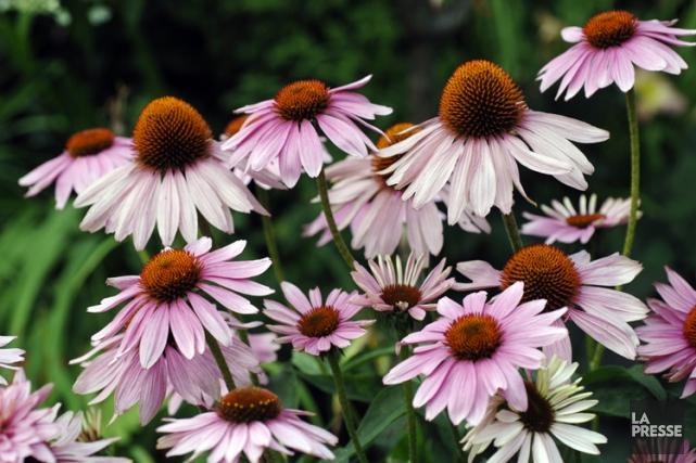 Le fait de prendre de l'échinacée, par exemple,... (Photo: La Presse)