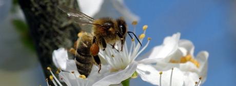 abeilles,apiculture,insecticides,semences,environnement,scien