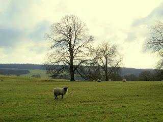 Les moutons du Yorkshire