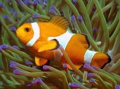 poissons exotiques peuvent transmettre maladies l’homme