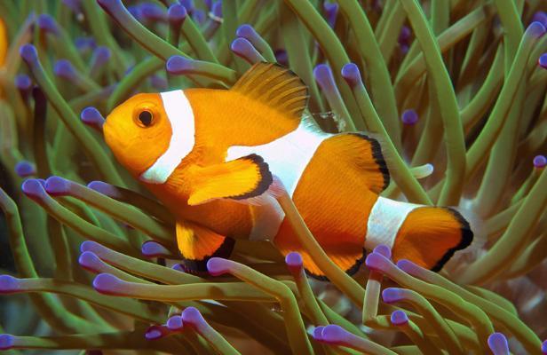Un poisson clown, devenu populaire dans les aquariums depuis le film Nemo.