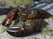 homard kilos Biodôme