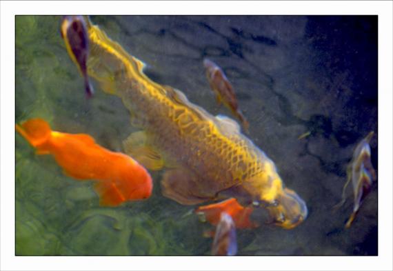 Jardins de la Fontaine, Nîmes, parcs, couleurs, lumière