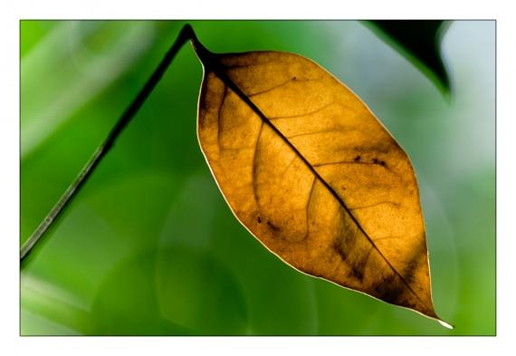 Jardins de la Fontaine, Nîmes, parcs, couleurs, lumière