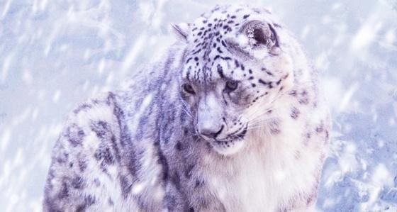 Snow Leopard sur votre iPhone 5...