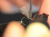 André brun’s bibio