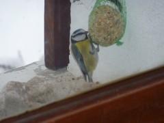 crise,carnet,information,presse,radio,télévision,médias,radotage,intellectuel,savant,salman rushdie,françois busnel,la grande librairie,frédéric taddeï,ce soir ou jamais,philippe lefait,des mots de minuit,blog littéraire de christian cottet-emard,mésange,oiseau,passereau,hiver,neige,gel,froidure,nourriture