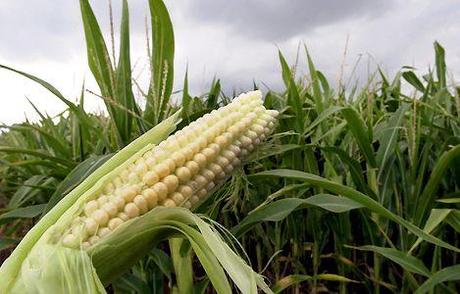 OGM : rebondissements dans l’affaire Séralini