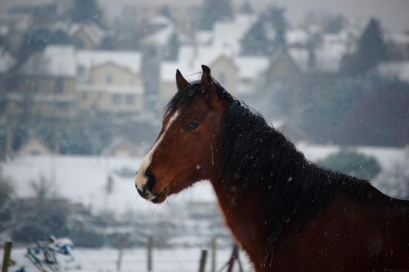 horse snow