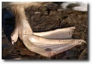 415- Mise à l'index patte-de-canard