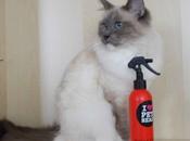 Farel testé shampoing blueberry muffin love Head