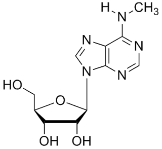 N6-methyl-adenosine comme modification post-transcriptionnelle de l’ARN messager et ARN non codant de longue taille