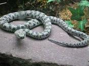 Février 2013, débute nouvel chinois……