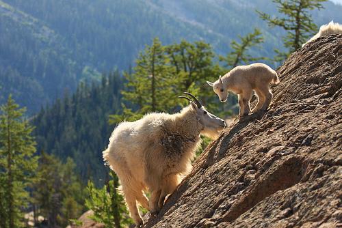 chevre de montagne avec petit
