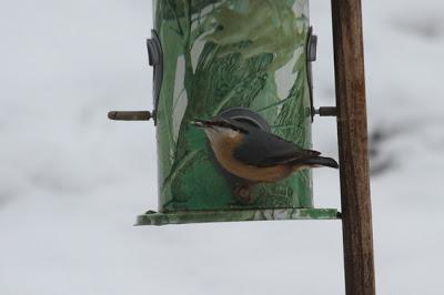 Il ne fait pas un temps à mettre un oiseau dehors !