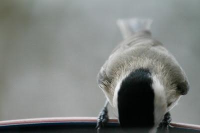 Il ne fait pas un temps à mettre un oiseau dehors !