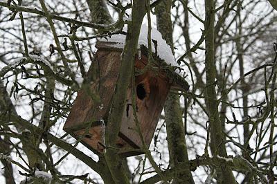 Il ne fait pas un temps à mettre un oiseau dehors !