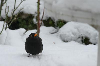 Il ne fait pas un temps à mettre un oiseau dehors !