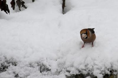 Il ne fait pas un temps à mettre un oiseau dehors !