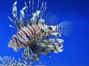 Les ressemblances du lionfish et du chat