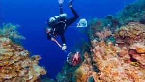 Les ressemblances du lionfish et du chat