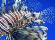 ressemblances lionfish chat
