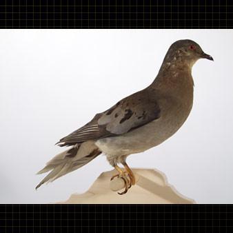 Le Saviez-vous ► La tourte voyageuse