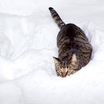 Un chat découvre les joies de l'hiver