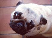 rôle d'un animal dans famille