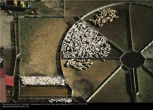 élevage de mouton nouvelle zélande