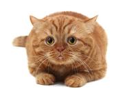 mission qu’il s’est donnée: éliminer tous chats néo-zélandais