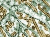 SUPERVIRUS H5N1: chercheurs appellent moratoire Science