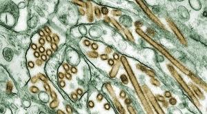 SUPERVIRUS H5N1: Les chercheurs appellent à la fin du moratoire  – Science