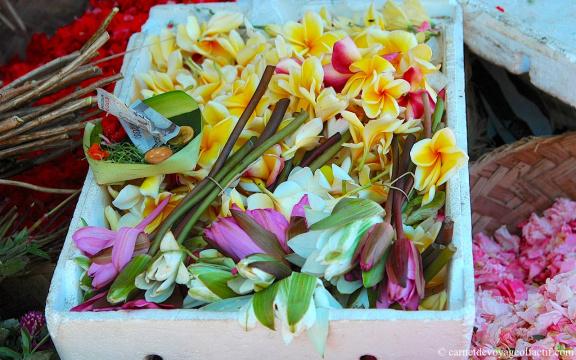 Fleurs de frangipanier et fleurs de lotus