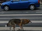 Sécurité routière: chiens errants donnent leçons