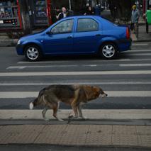 Sécurité routière: les chiens errants donnent des leçons