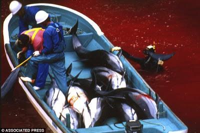 Les premiers massacres de dauphins