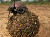 scarabées s’orientent grâce Voie lactée