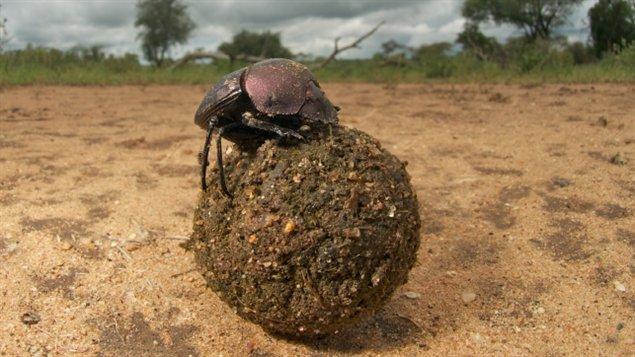 Un bousier et sa boule