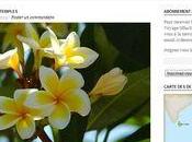 fleur Frangipanier Christa