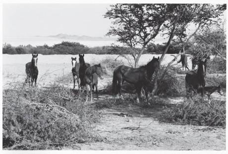 Livre de photographies sur le cavallo de paso, cheval péruvien
