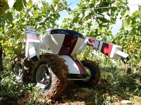 Robot vigneron